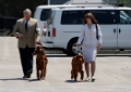 Dog Show